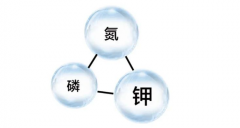 氮磷钾过量使用，结果也很可怕